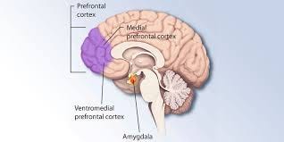 prefrontal cortex damage ...