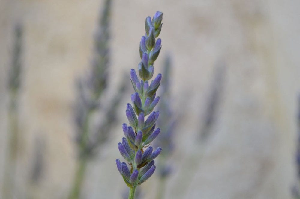 Lavandula angustifolia, lavender flower Lavandula angustifolia, lavender flower