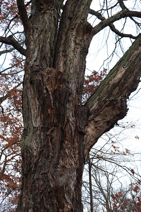 Old maples on borrowed time.