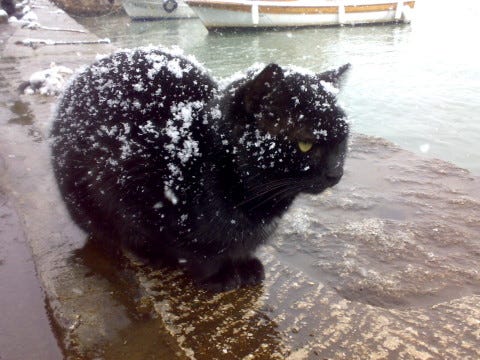 Black_Cats_In_Winter Black_Cats_In_Winter