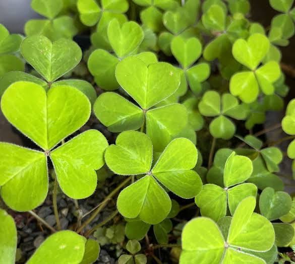 Oxalis - Xera Plants