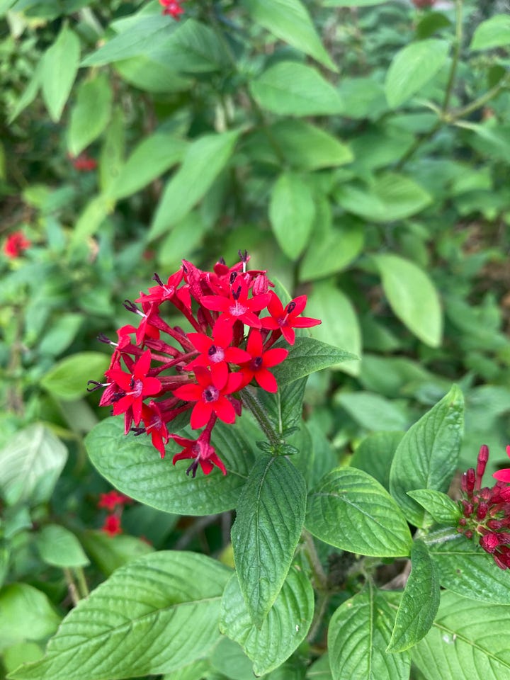 Flowering plants in the Florida-Friendly Landscaping Demonstration Garden that include purple blazing star, white snow squarestem, yellow Starry rosinweed, and red pentas.