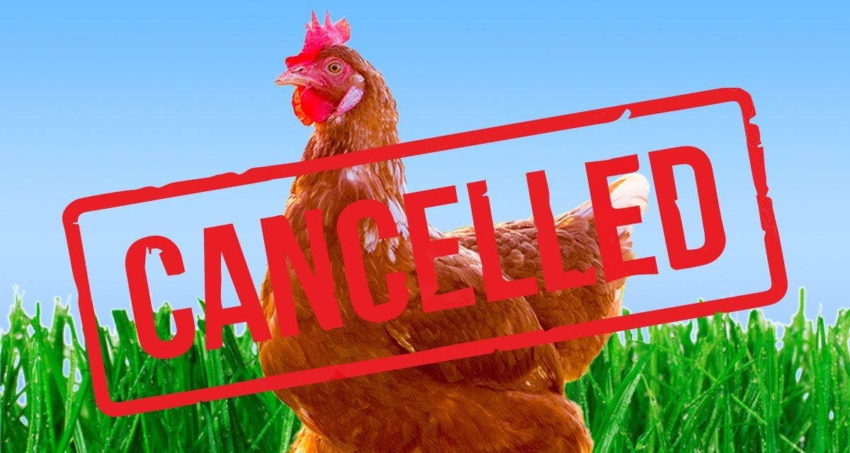 chicken