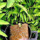 Podcast No. 33: Losing the lucky frog