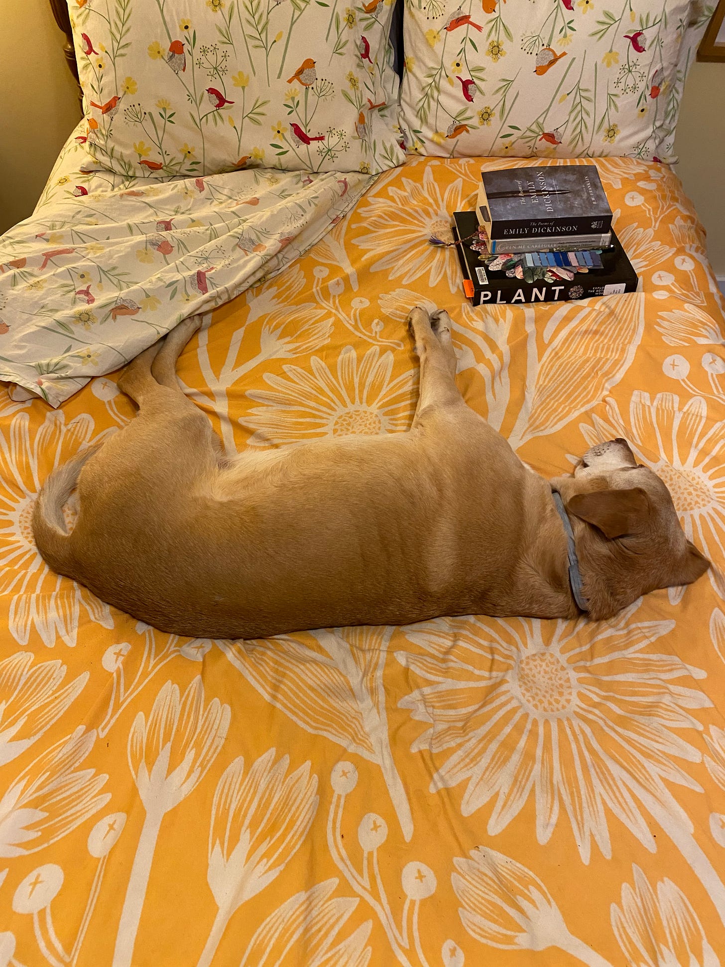 Nessa lying on her side in the middle of my bed next to a stack of books.
