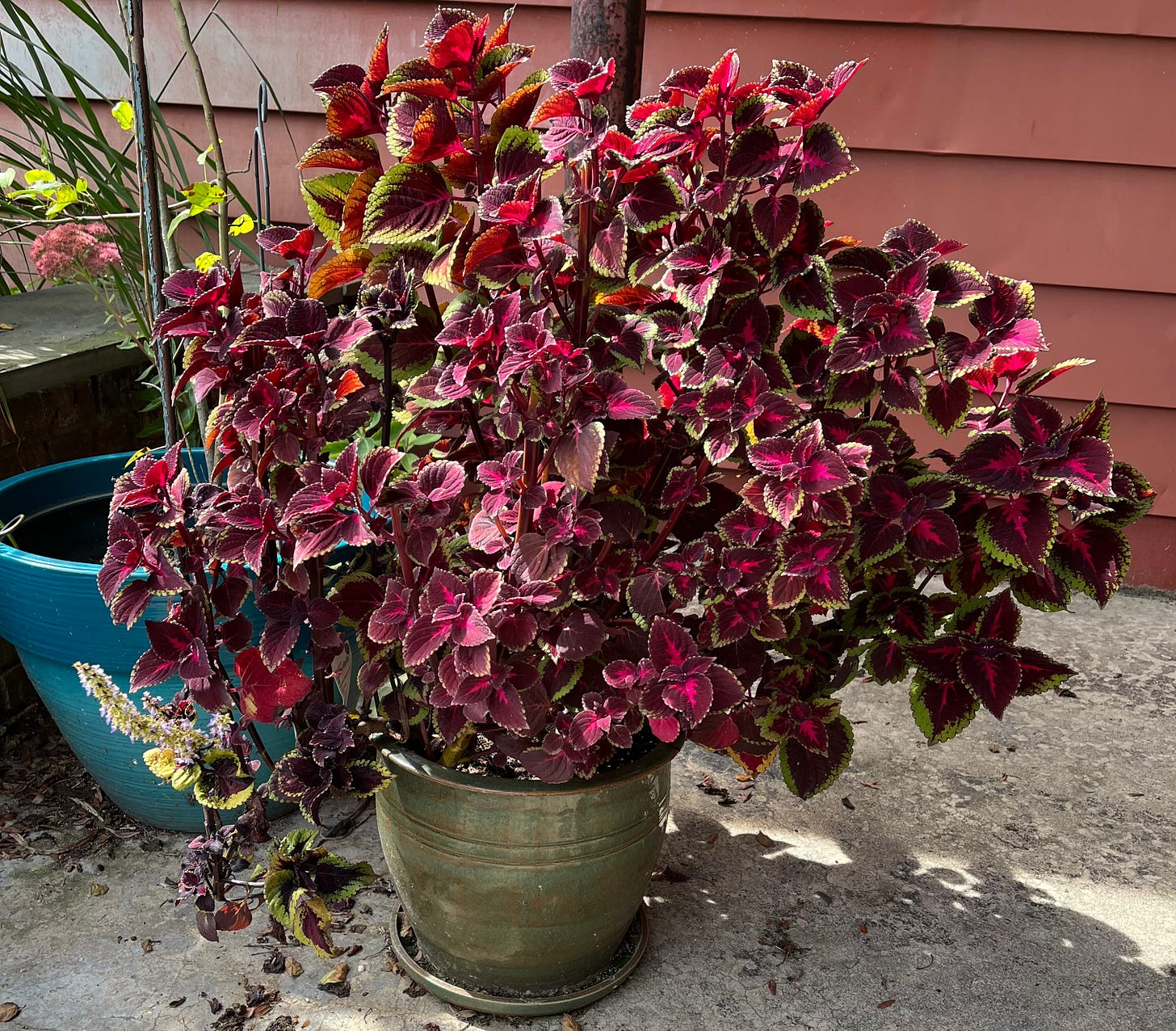 Photo of a large coleus plant in a green ceramic planter.