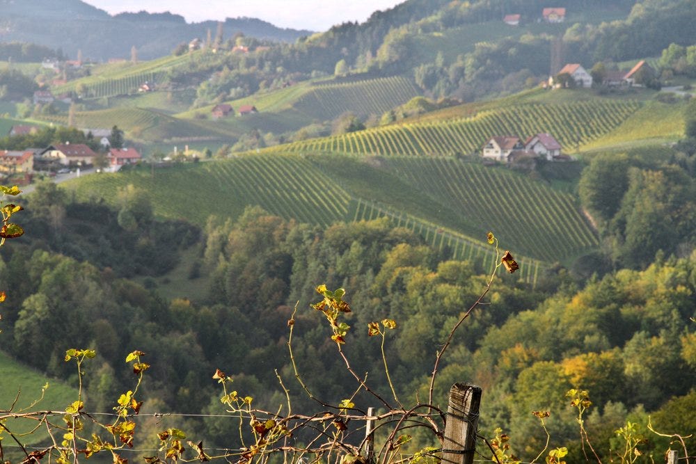 Beautiful Southern Styrian vineyards in September