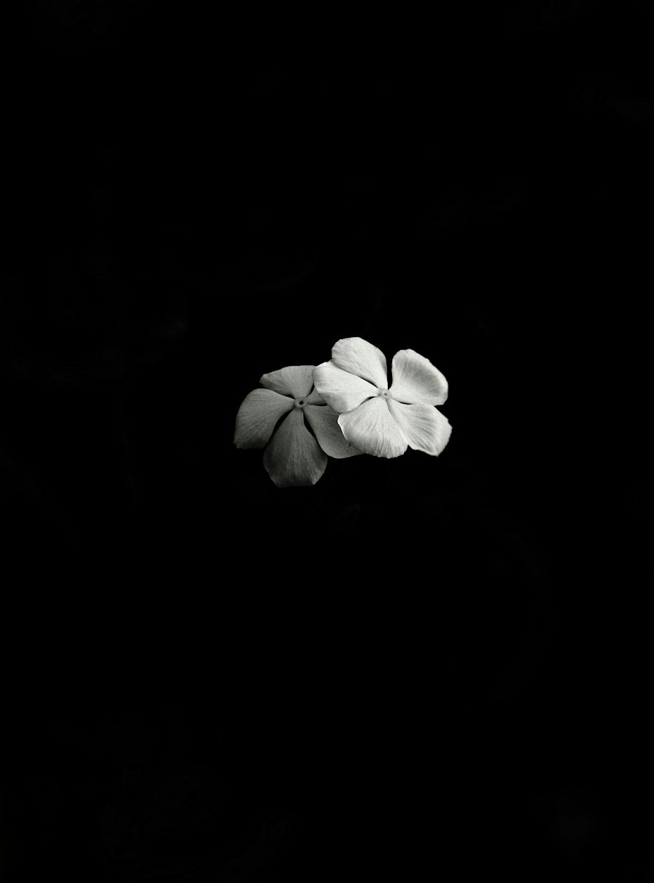 Two white flowers stand out against black.
