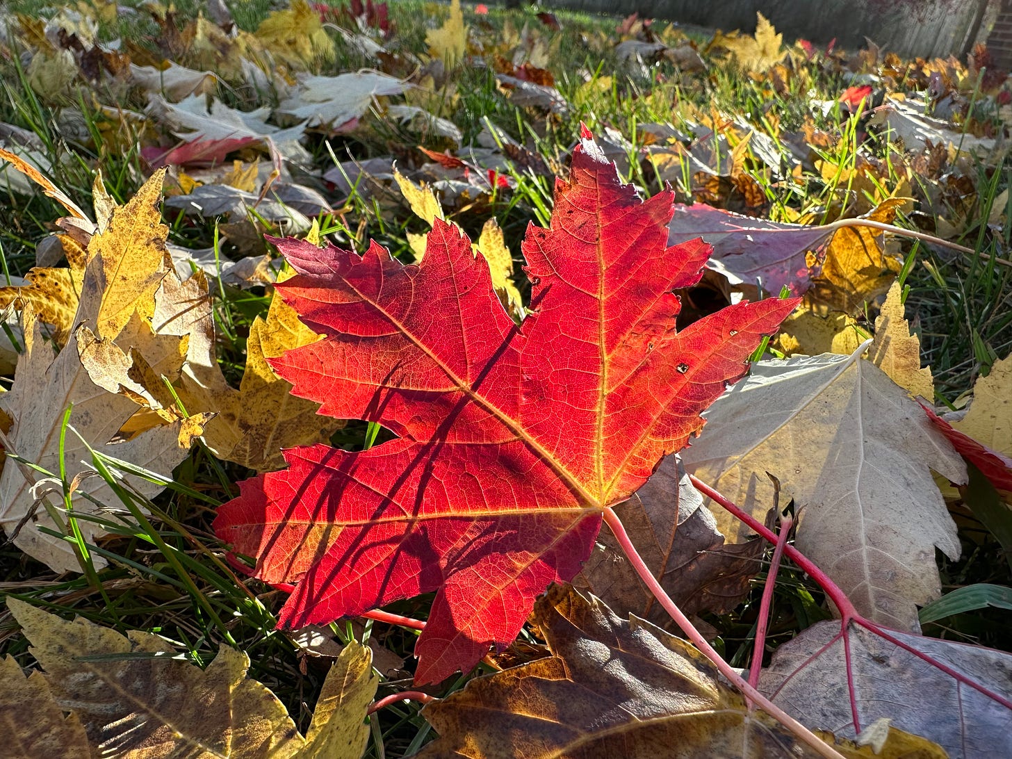close-up photo of fallen maple leaves in the grass that are yellow, red, and glowing with late afternoon sun.