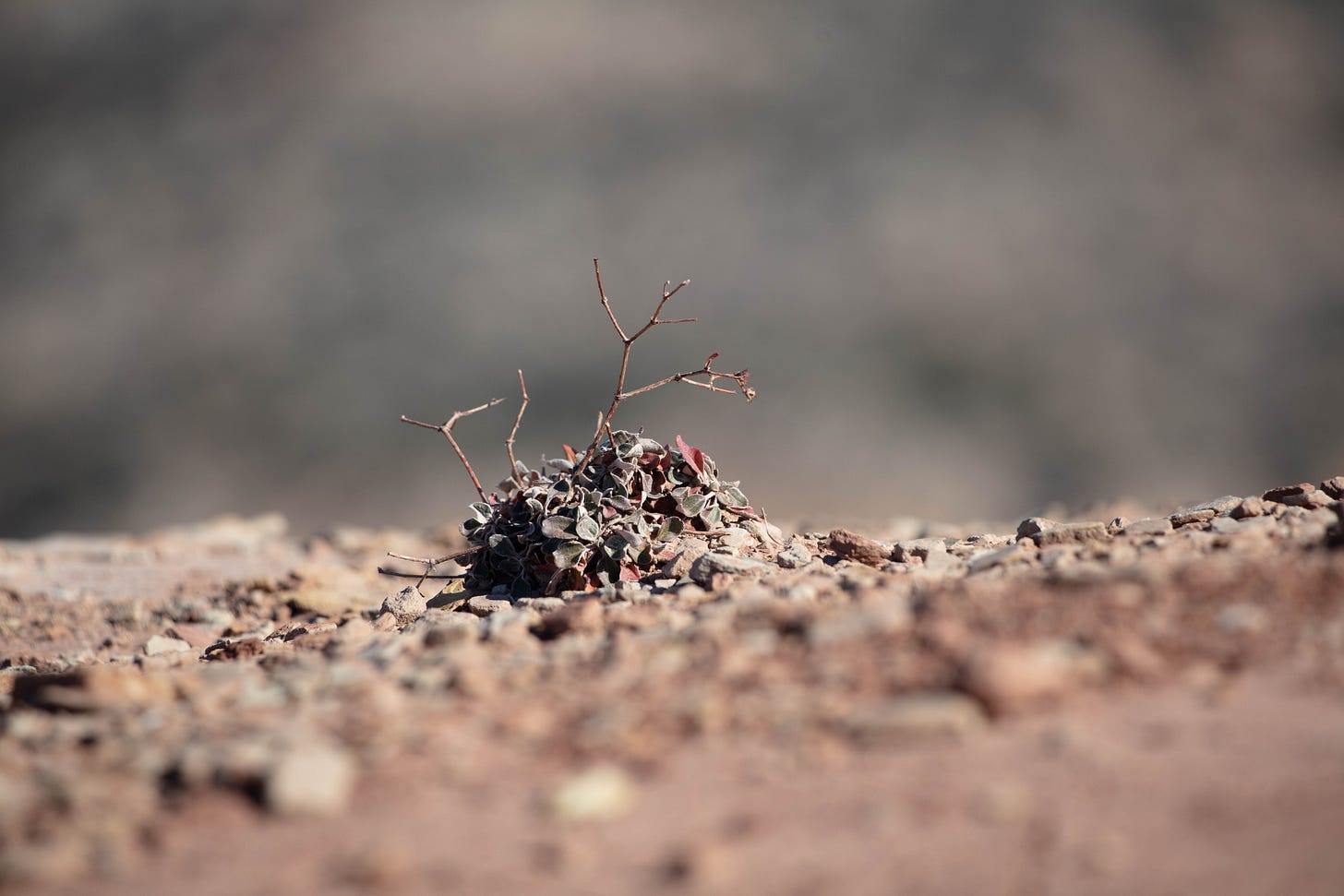 A close-up of a rounded clump of dark purple leaves from which spindly stems arise; in the background in soft focus is the canyon.