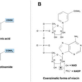 Niacin adequacy is protective in part by increasing BDNF