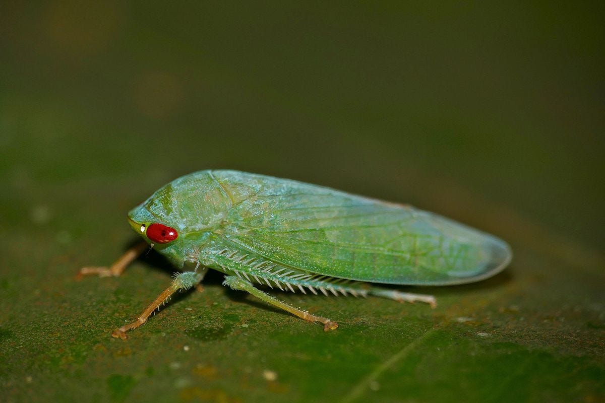 leafhopper leafhopper
