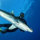 Can You Tame a Shark?