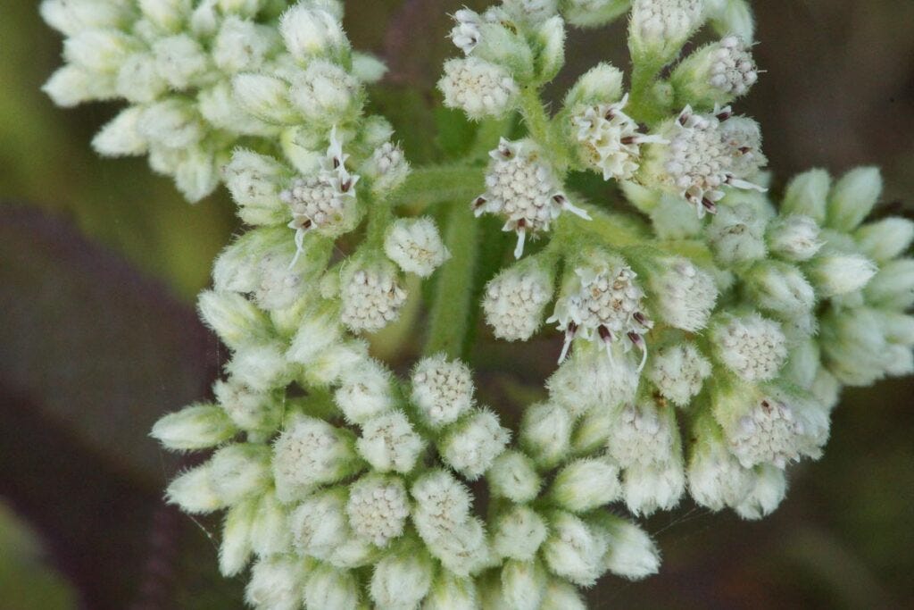 Boneset Flowers