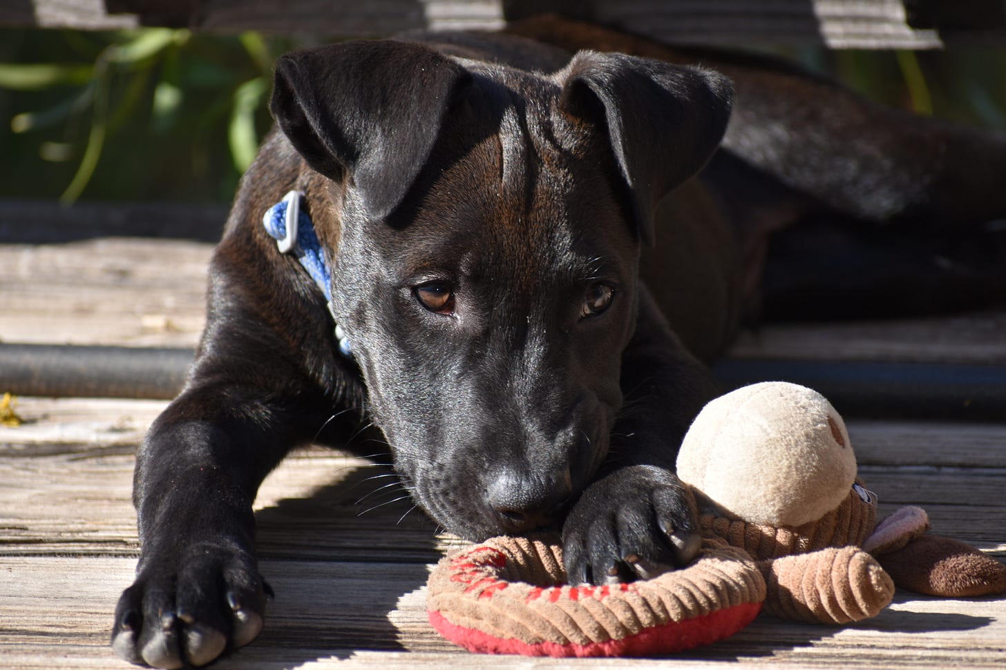 Picture of a young black dog, a pit bull and lab mix, playing with a rope and ball. Picture of a young black dog, a pit bull and lab mix, playing with a rope and ball.