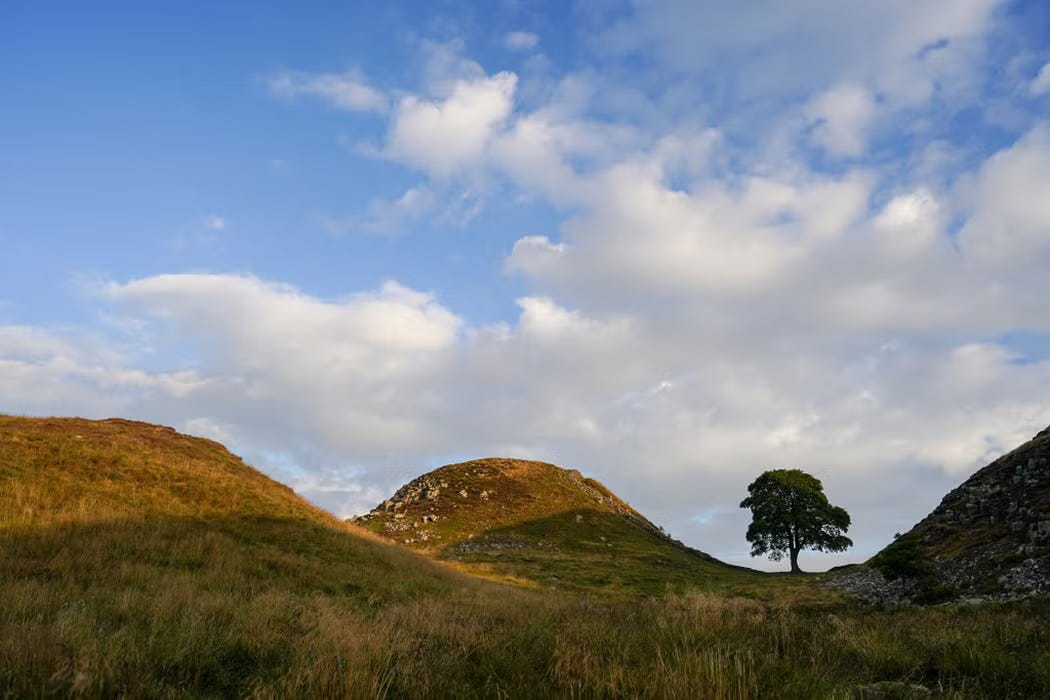 image of rolling hills with a large tree
