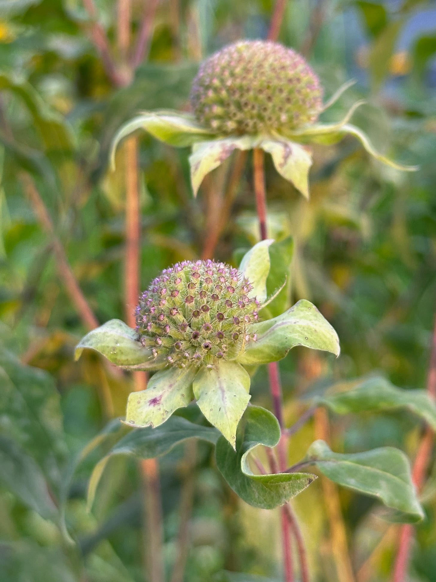 the bloom is off the head, and seeds are forming . Monarda fistulosa