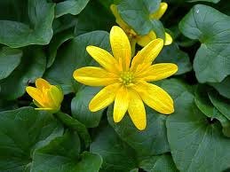 A yellow flower with green leaves

AI-generated content may be incorrect.