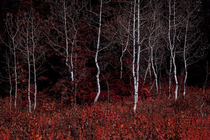 A group of trees in a forest

Description automatically generated