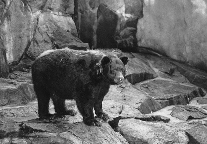 History Herald: Smokey Bear, a New Mexico Hero! - El Rancho de Las  Golondrinas