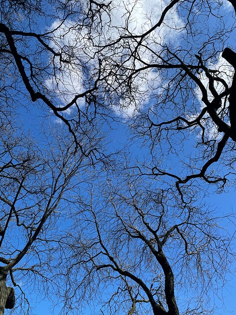 Photos of still bare trees but changing light and anticipation of spring