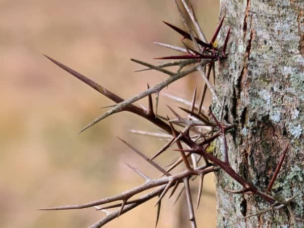 17 Thorny Bushes to Use for Home Defense | Thorny bushes, Flowering quince,  Evergreen shrubs