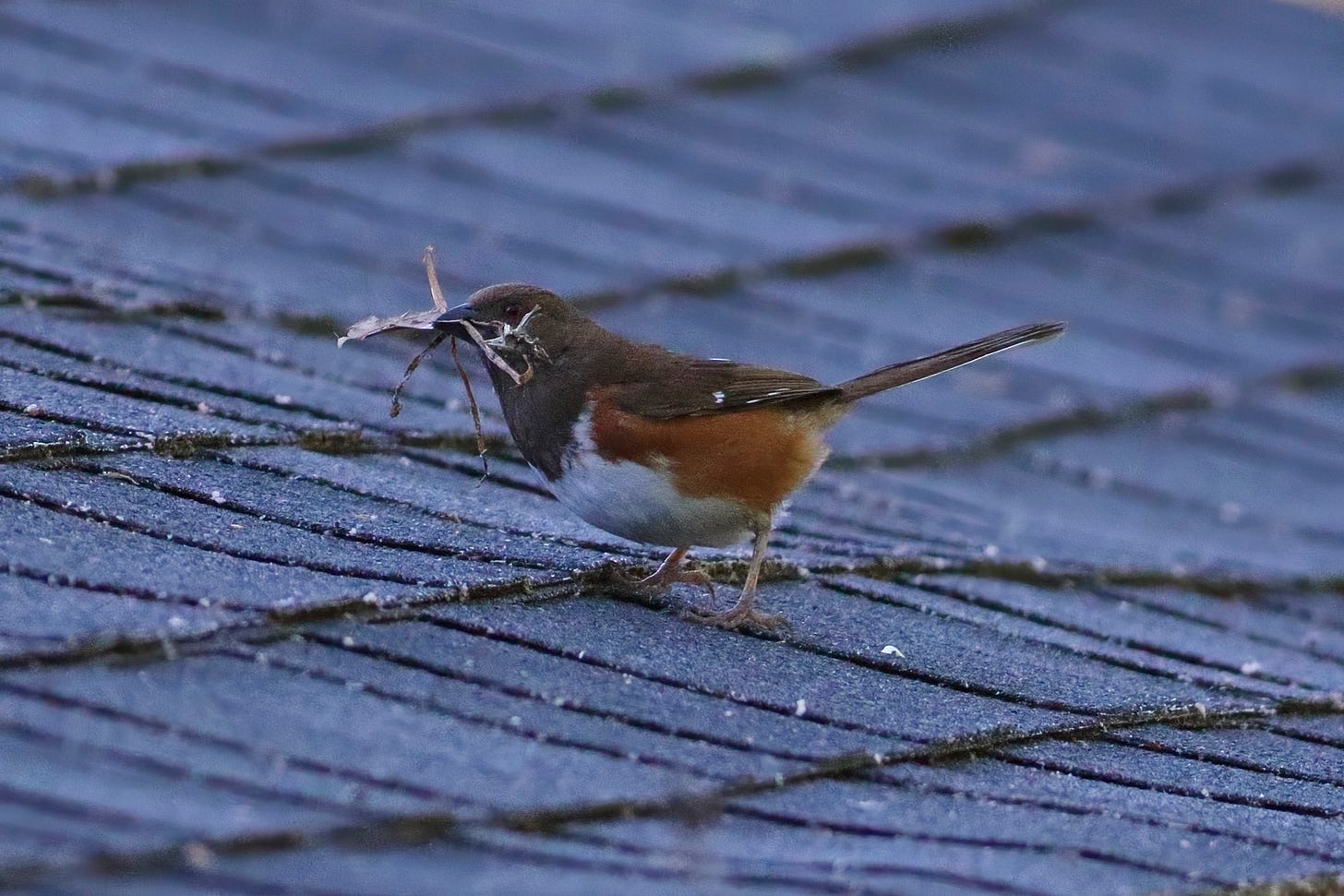 A female Eastern towhee stands in profile on a roof of textured black asphalt shingles. Her head, throat, back, and wings are a deep, warm brown—appearing darker than usual in low light—while belly is white and her sides are orange-red. She holds a bundle of dried, straw-like nesting materials in her dark beak. The bird is the central focus, with the repetitive, gritty texture of the shingles filling the rest of the frame.