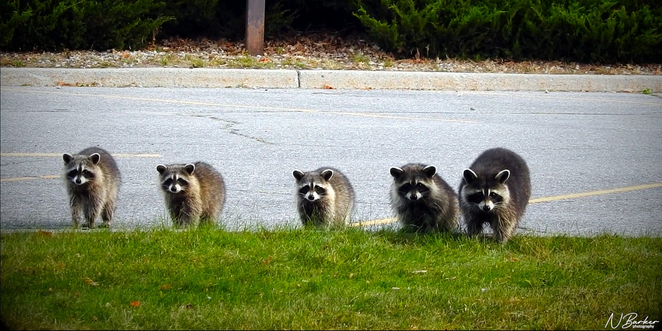 Raccoons: "Family Adventures"
