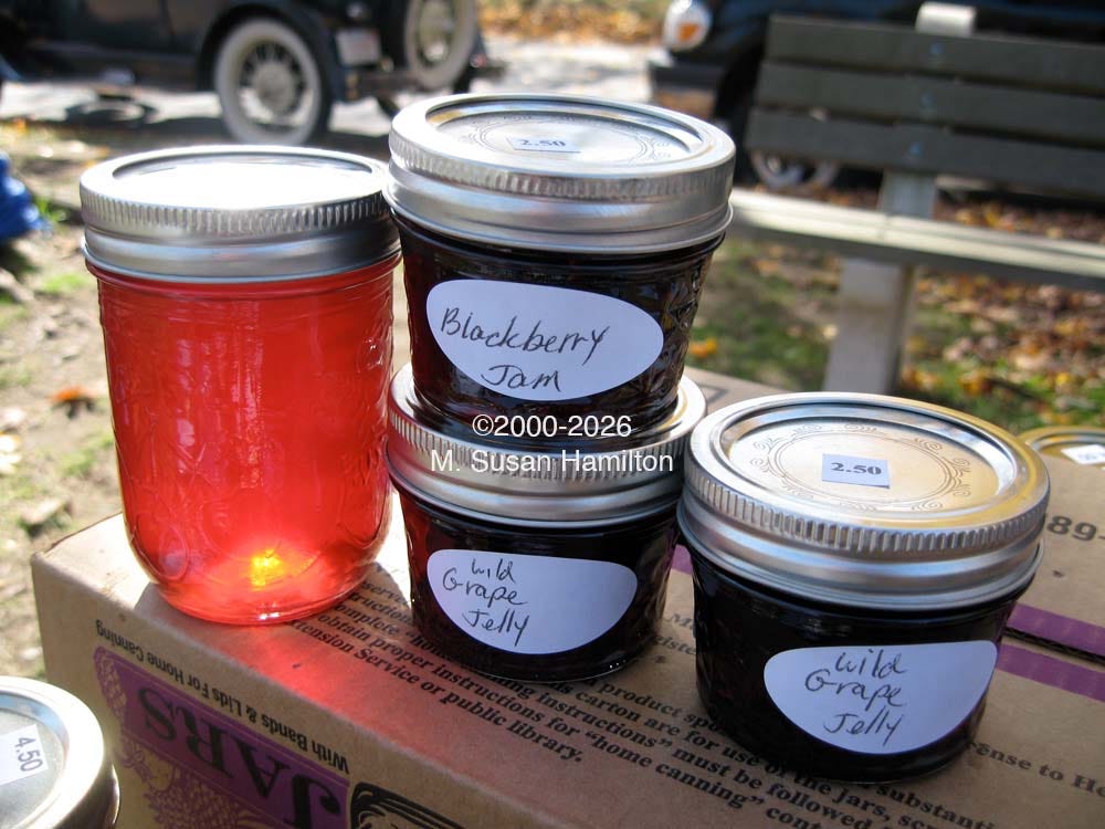 Jellies in Hardwick, Mass.