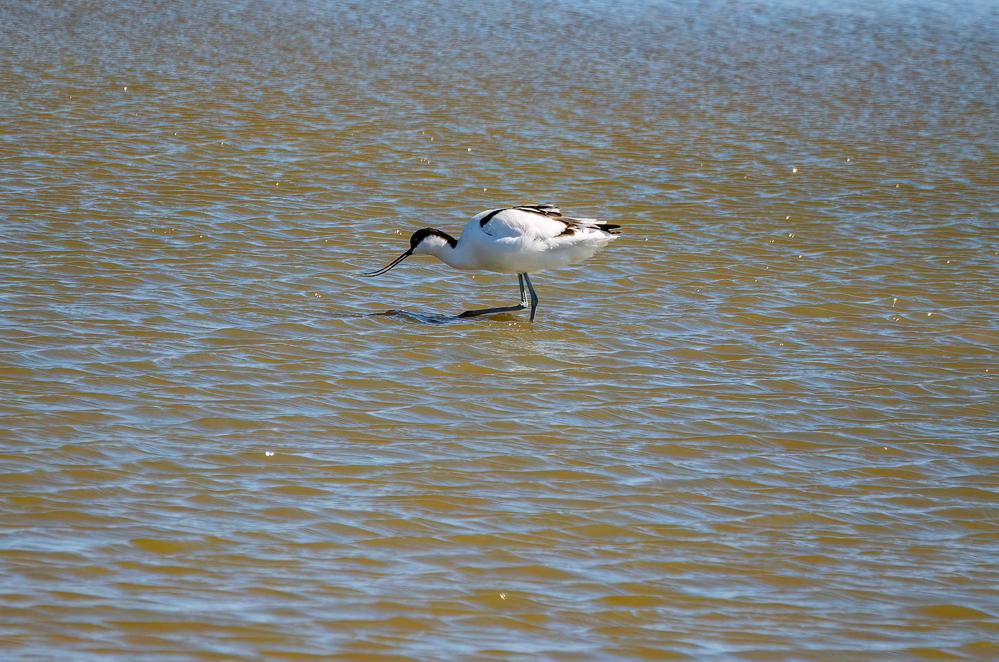 Photo of an avocet wading in shallow water