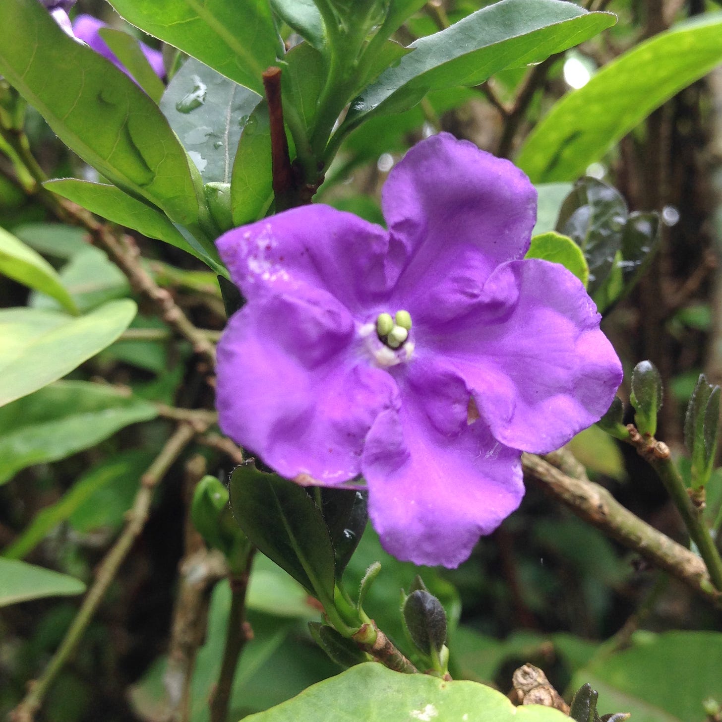 purple thunbergia erecta flower