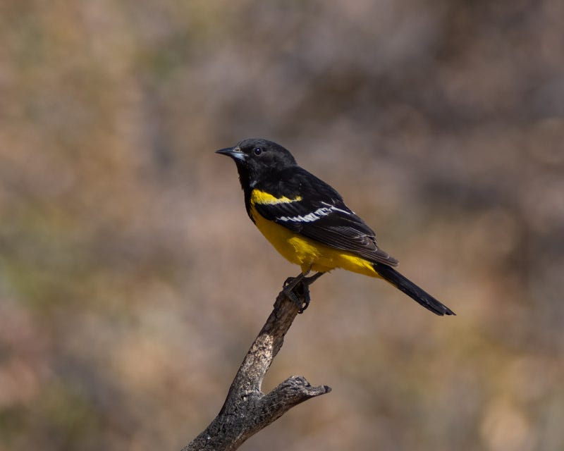 20250418-AshCanyon-120-Edit.jpg