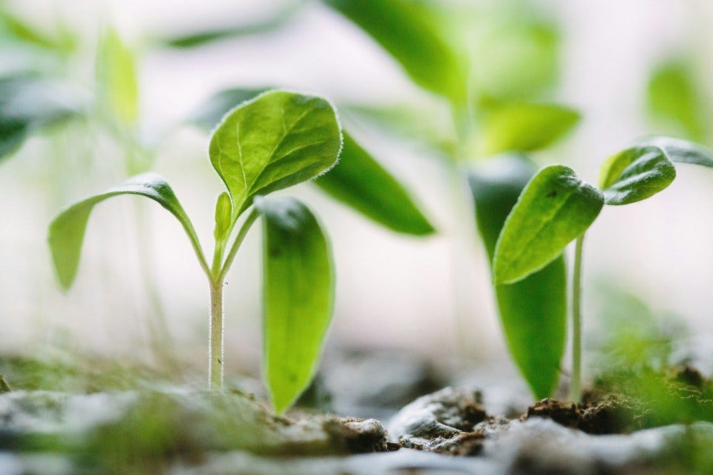 Close-up of young green seedlings sprouting from soil, symbolizing new growth and potential.