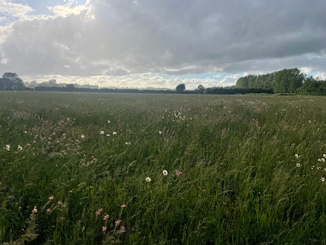 Tall reed grasses with green stems and yellow tops, with blue sky behind; a yellow arrow on a brown post points towards green grass, dark trees on the horizon, and a stormy sky; small white flowers in the foreground, with grass and clouds behind
