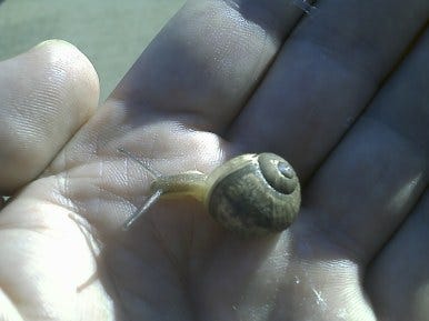 The snail The snail