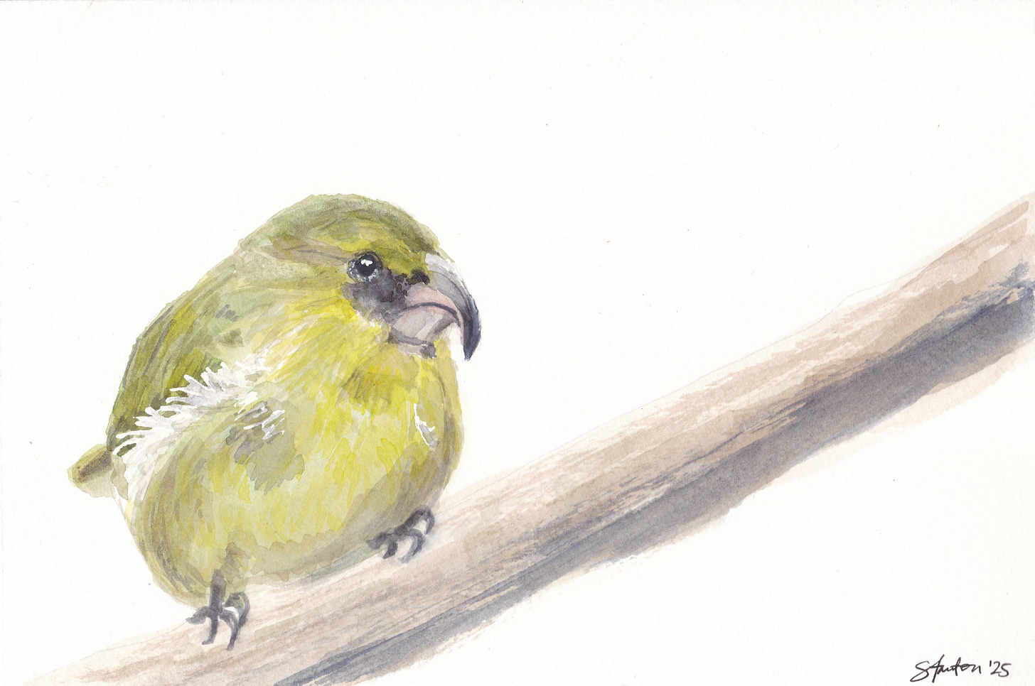 Watercolor portrait of another Kiwikiu, fluffed and sitting near the bottom of a branch leading upward and out of frame, Stanton Chan, 2025