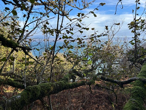 Hazel Woods, Torrisdale, Argyll, Scotland