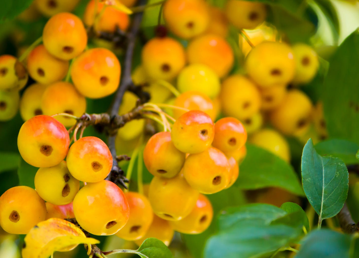 yellow and pink crab apples
