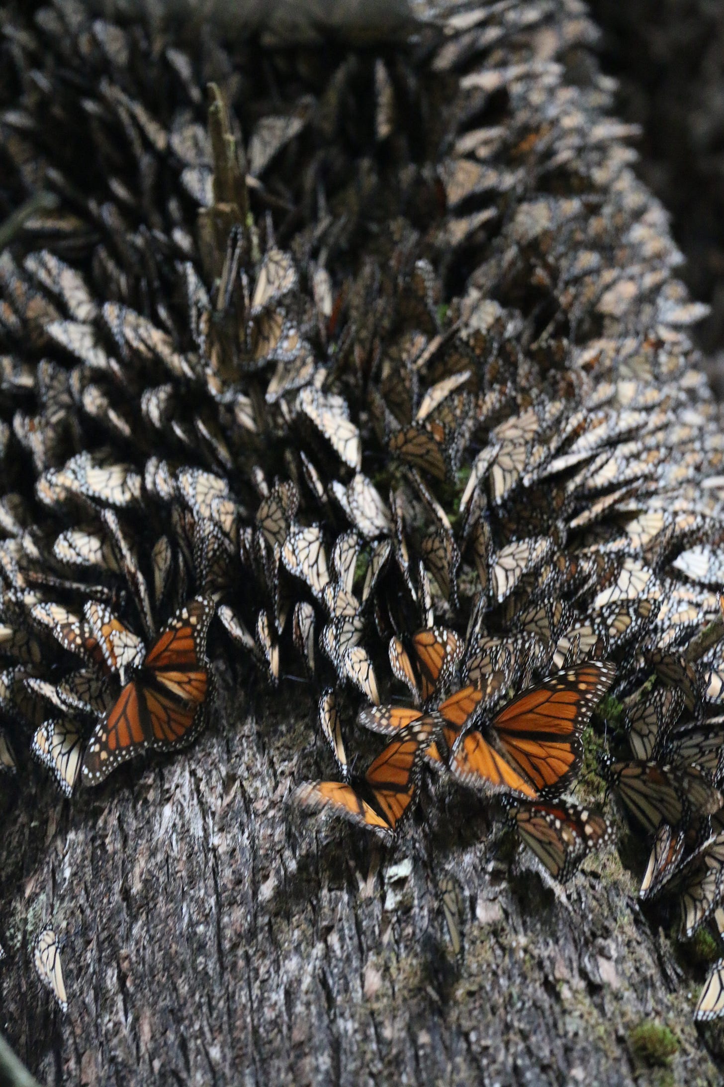 butterfly migration mexico 