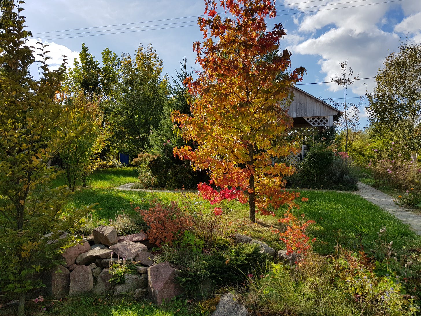 Manhertz József kertjében verőfényes őszi nap van. A sziklakert mögött egy színes levelekkel díszített amerikai ámbrafa áll a fotó közepén. A környezetben sok fa van, a háttérben egy kis filagória.