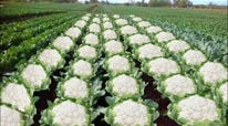 BJP minister Ashok Singhal shared a picture of cauliflowers in a tweet.(X/@TheAshokSinghal) BJP minister Ashok Singhal shared a picture of cauliflowers in a tweet.(X/@TheAshokSinghal)