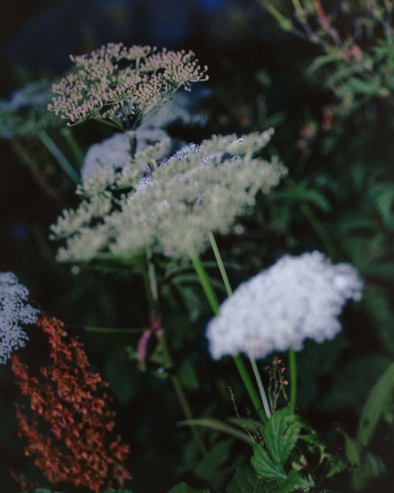 White umbel wildflowers and rust-red seed heads against dark foliage at night.