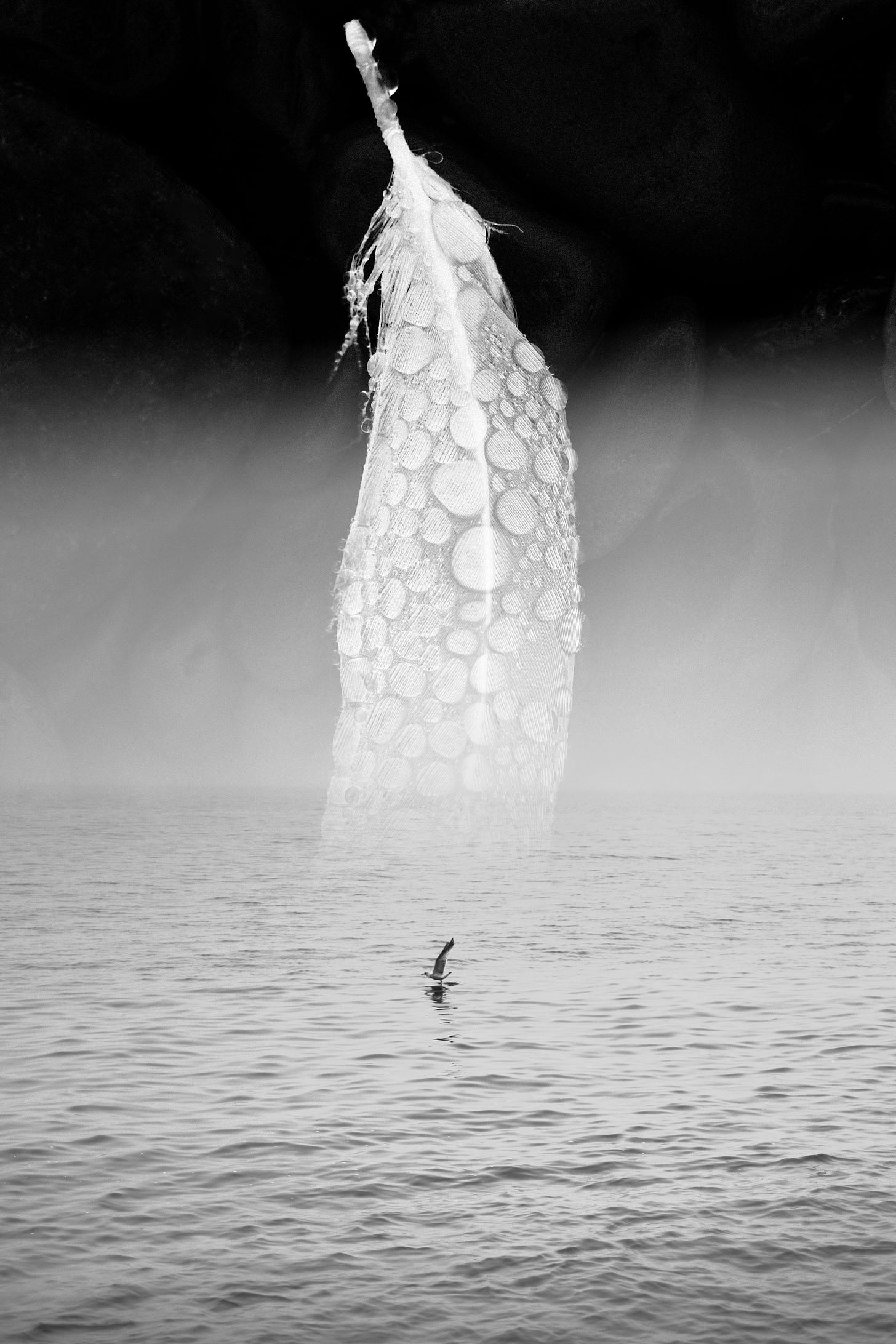Feather and Seagull