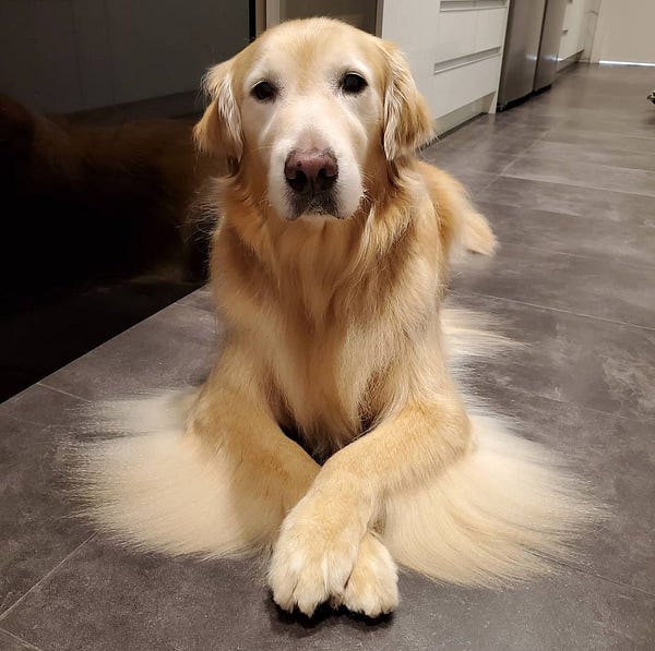 a golden retriever is lying down on a dark tile floor. the pup’s front paws are crossed, and the fur from his front legs is brushed out to form two smooth fans of fur, like wings. the light reflecting off the pup’s blond snout is radiant, giving him an ethereal glow.