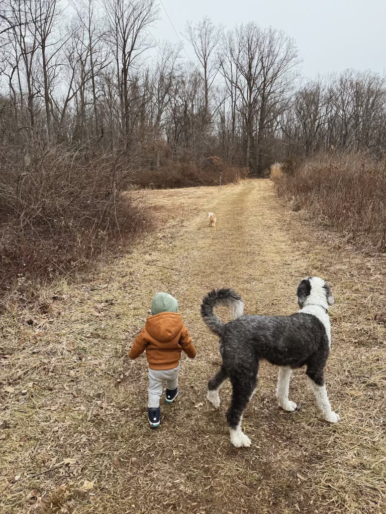 On a trail Christie's dog Sully runs away from her and her dog Otis and son face Sully, standing and looking away from the camera