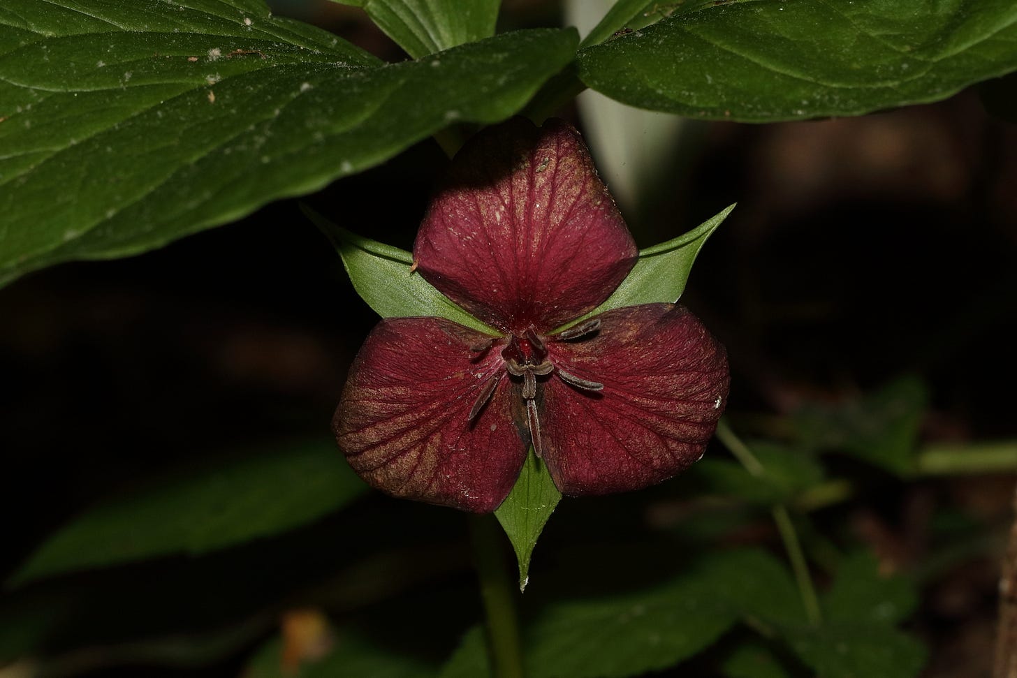 Close-up of the deep burgundy flower of Trillium vaseyi, lit up (by a diffused camera flash) against a background of dark shadow. The flower is a triangle of three dark red petals, with even darker red stamens, and triangle of three green pointy triangular sepals behind the petals. The plant is under an umbrella of the plant's dark green leaves, which are mostly out of the frame. Close-up of the deep burgundy flower of Trillium vaseyi, lit up (by a diffused camera flash) against a background of dark shadow. The flower is a triangle of three dark red petals, with even darker red stamens, and triangle of three green pointy triangular sepals behind the petals. The plant is under an umbrella of the plant's dark green leaves, which are mostly out of the frame.