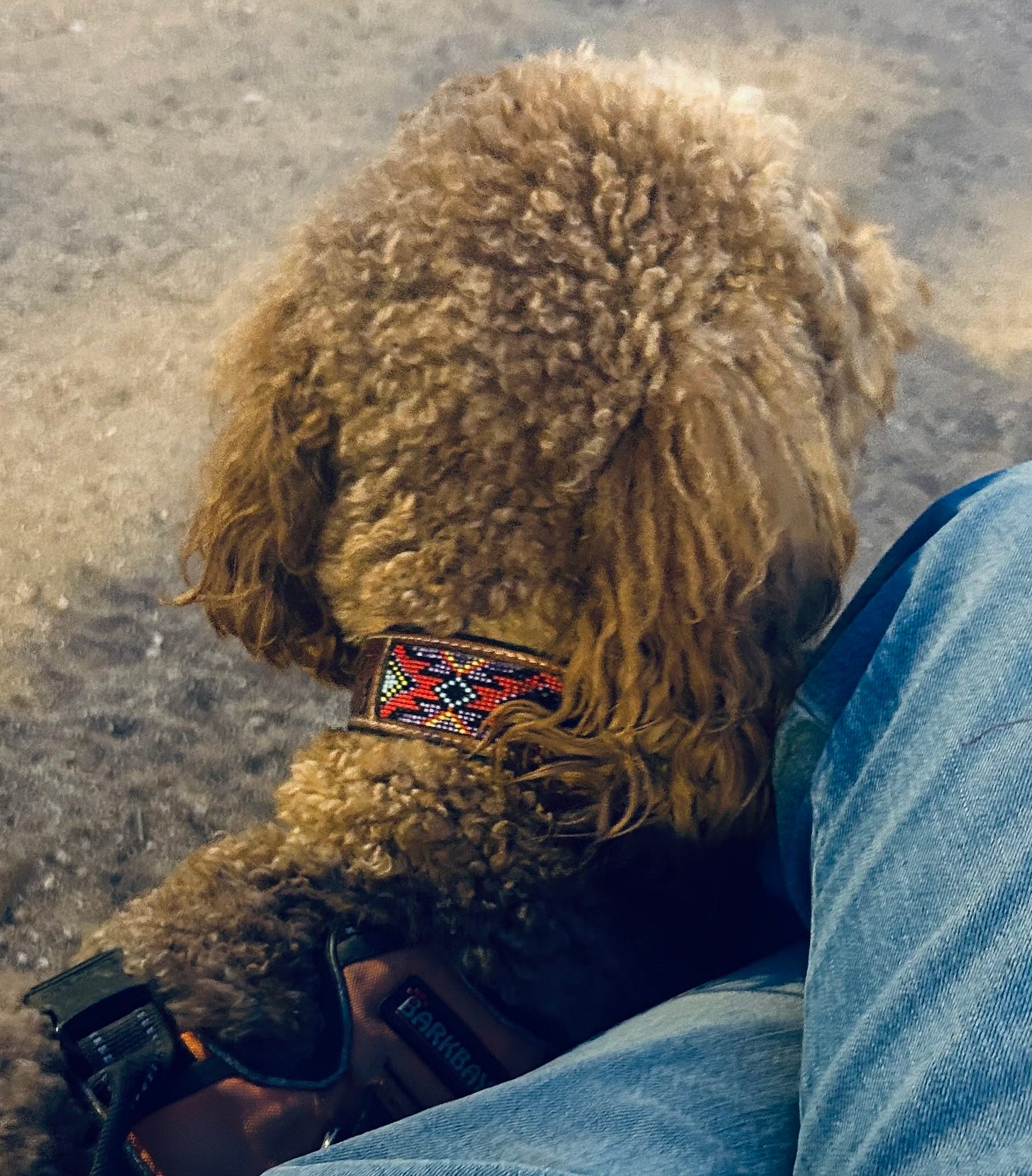 Bee, a golden doodle, nuzzles up against his human as they look outward together