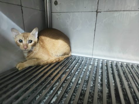 Photos of cute cats and a dog being taken for their spay/neuter and vaccination.