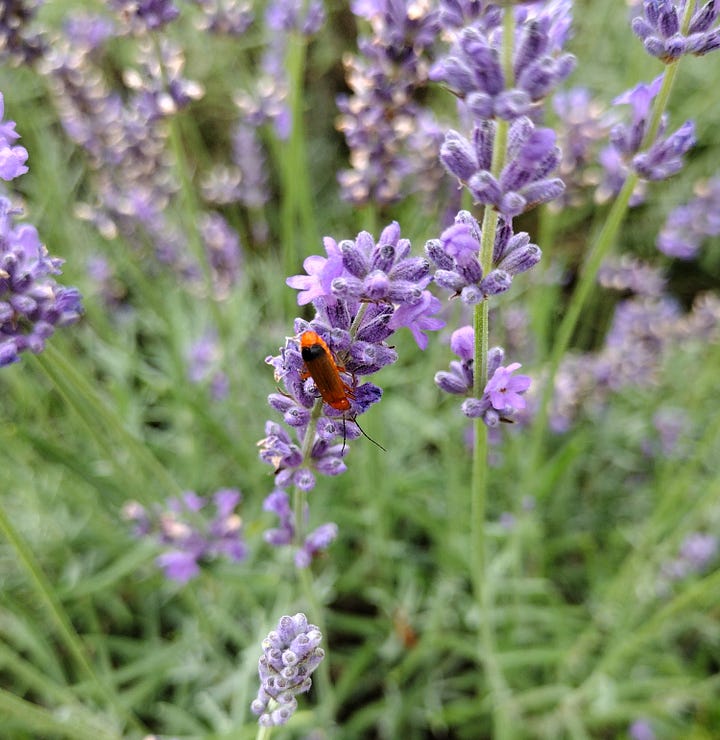 Amazing gardens and pudding at Toolerstone House
