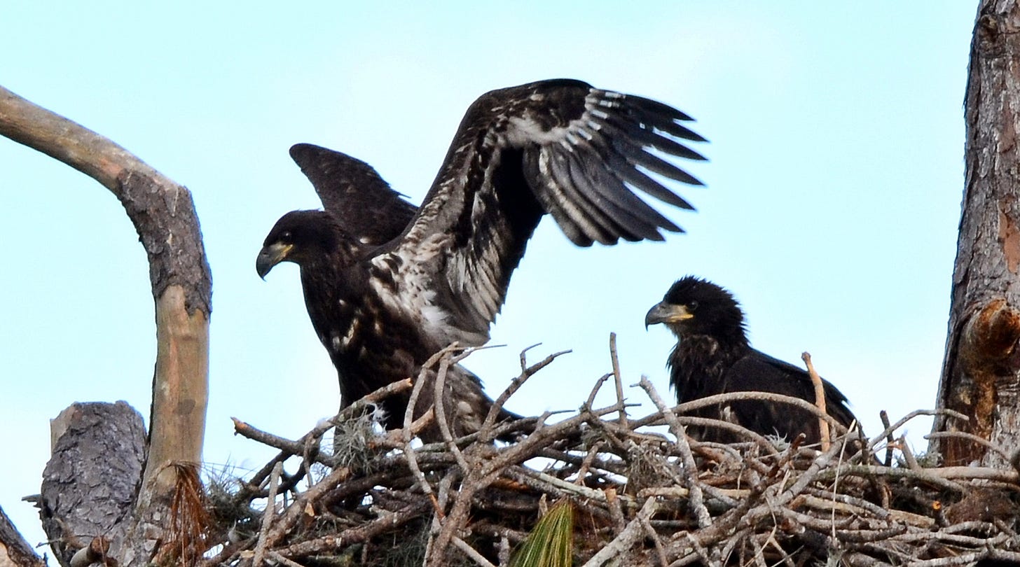 Baby eagles flapping their wings. – Dina's Wildlife Adventures